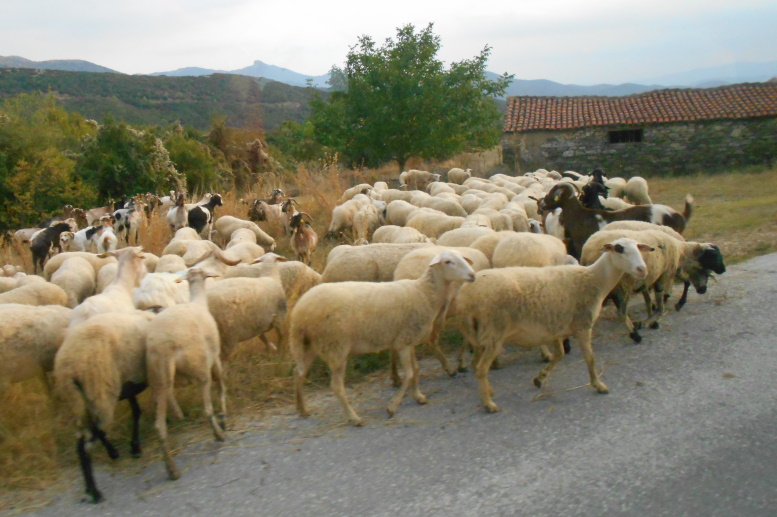 lauma
